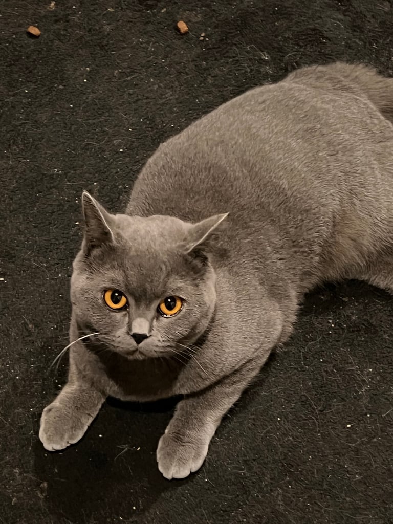 Scottish shorthair 