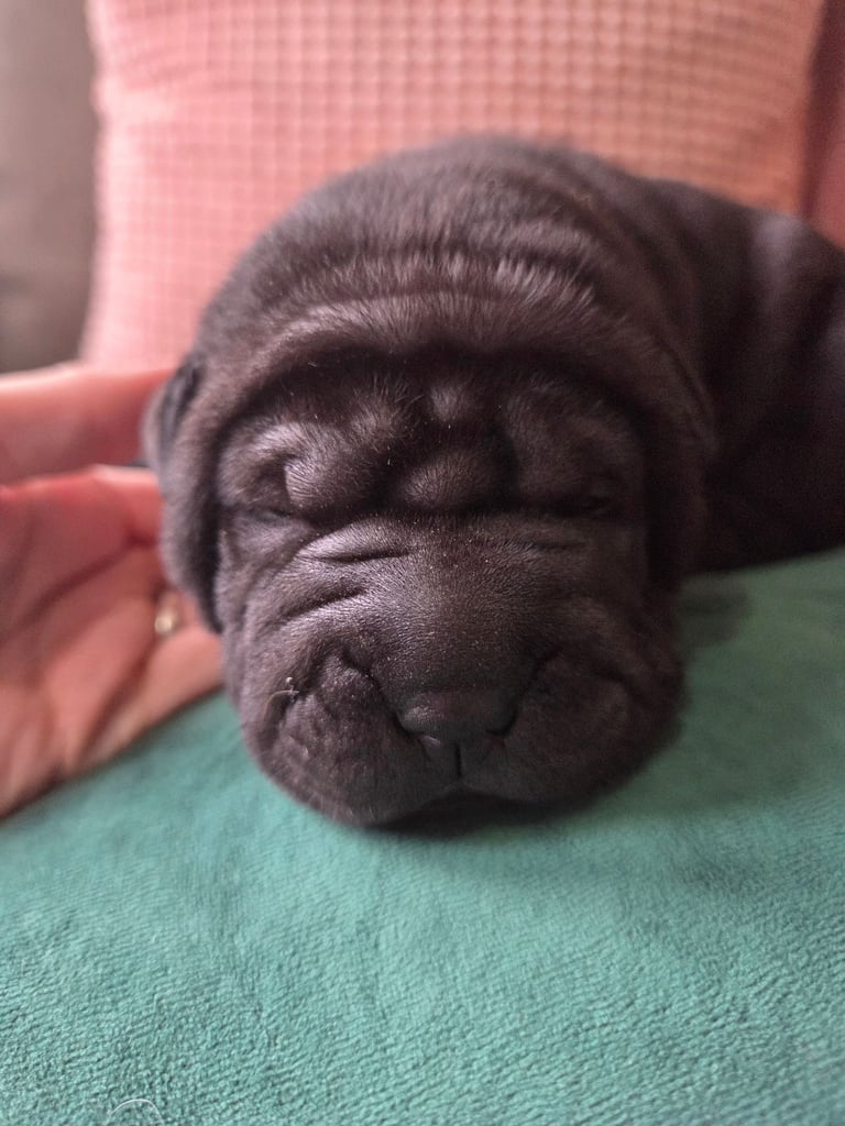 Shar Pei Dogs Puppies for Sale Gumtree