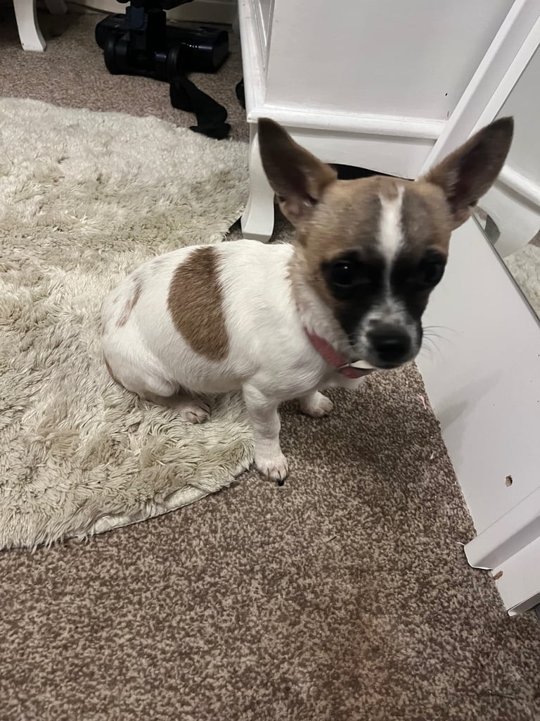 Miniature Jack Russell cross Chihuahua girl