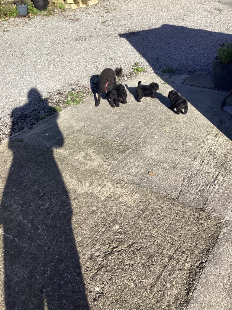 Poodle puppies 