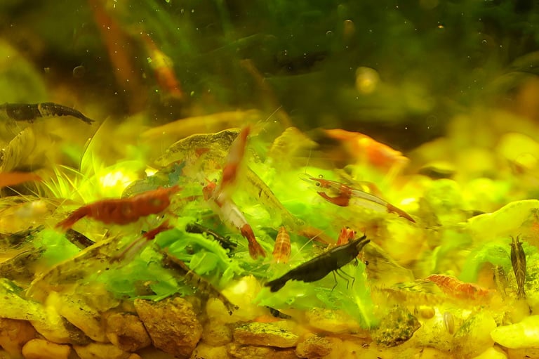 image for lovely cherry shrimps in mixed colours
