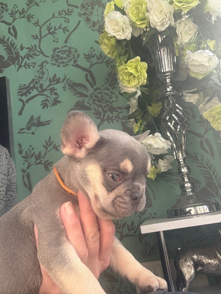 Frenchie boys and girls homie x Apollo lines 