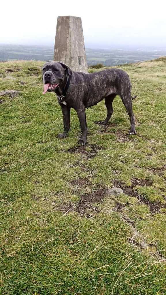 Cane Corso females iccf paperwork
