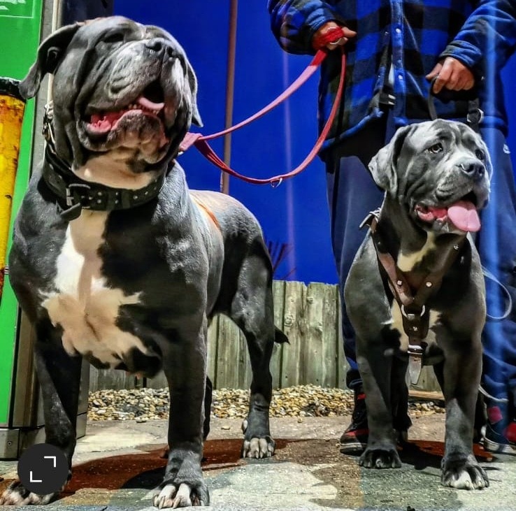 Stunning chunky Massdogs Massbullys mastiff pups 