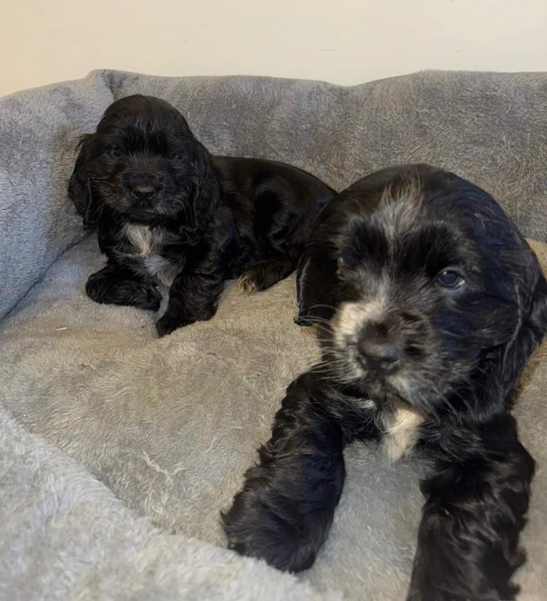 Adorable Show Type Cocker Spaniel Puppies. 