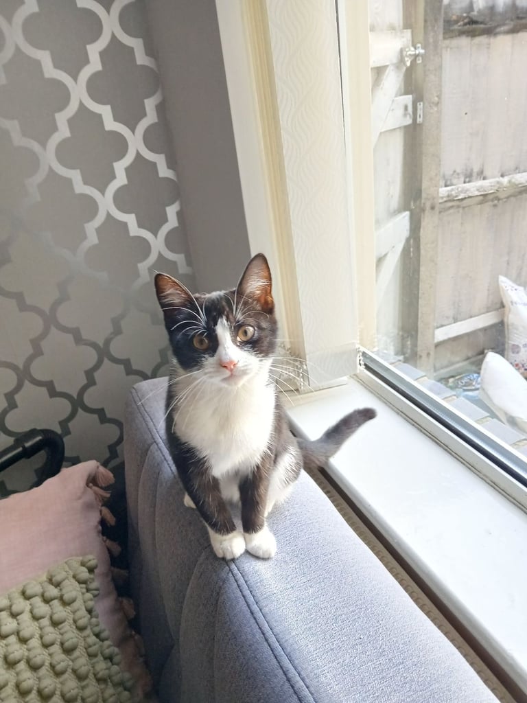 Tuxedo female kitten