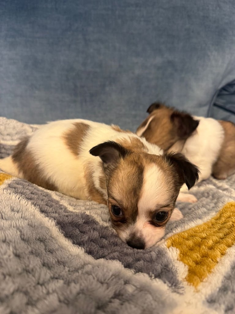 chihuahua pups/puppies 