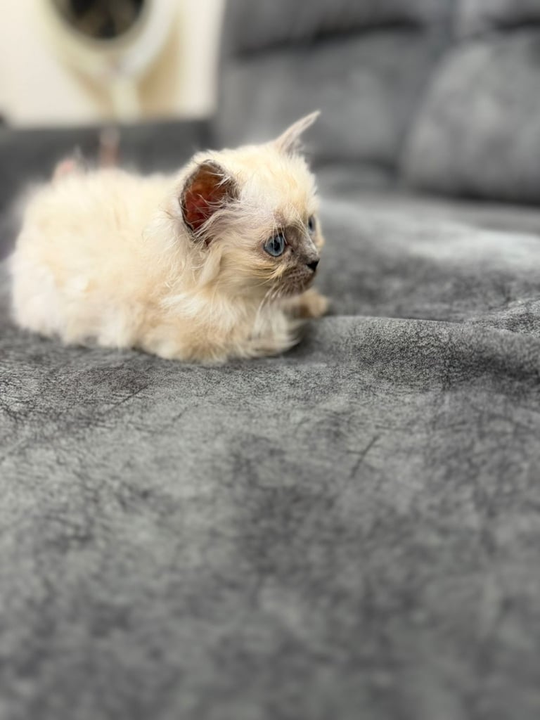 Ragdoll Kittens Forsale