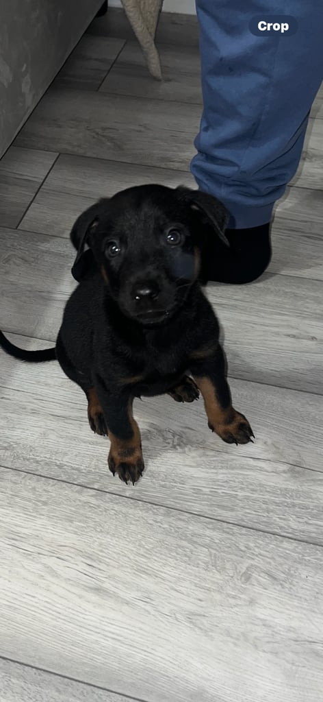 Puppy doberman x malanois