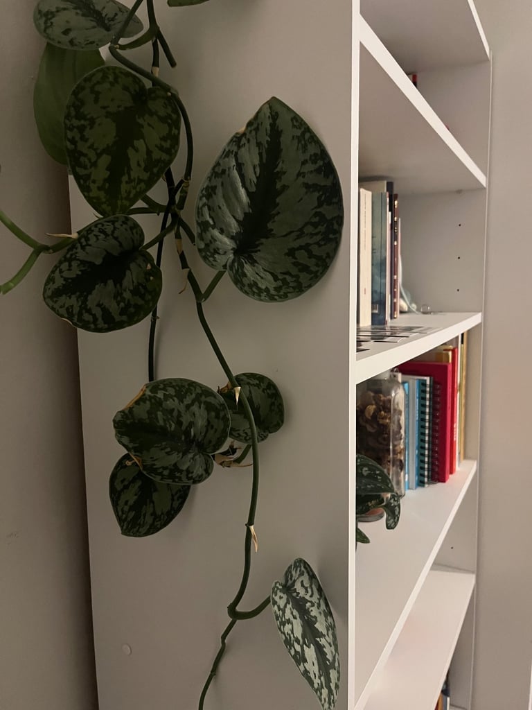 Bookshelf White