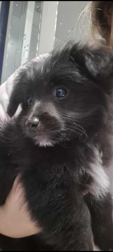 Jack russell/Pomeranian 