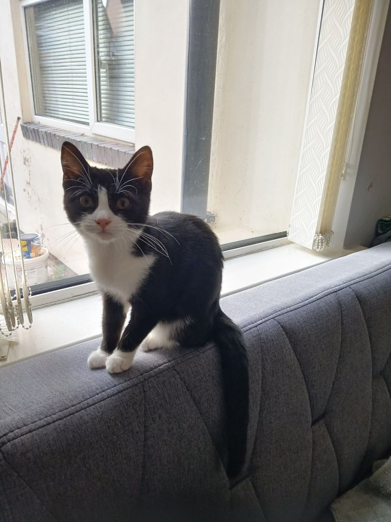 Tuxedo female kitten
