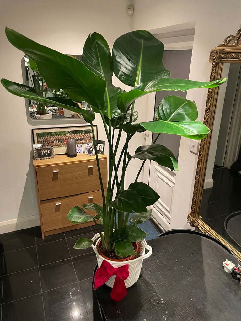 Extra large Strelitzia Nicolai plant (real)