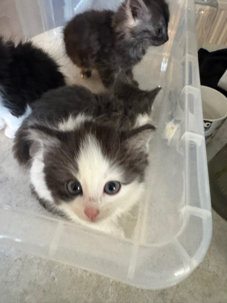 5 kittens ready for forever homes 