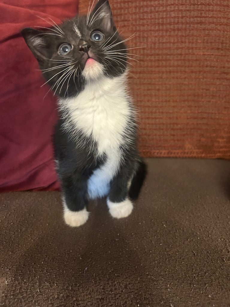 Gorgeous kittens 