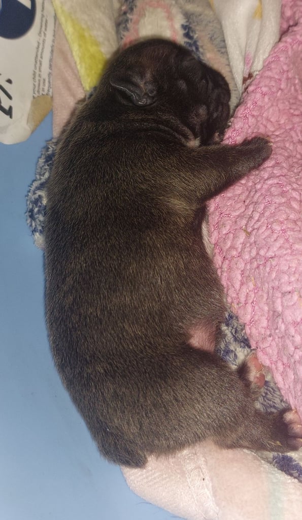 2 female french bulldog puppies merle 