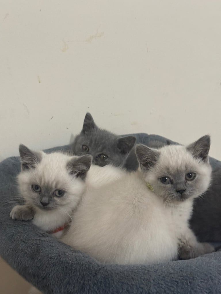 British Shorthair Kittens: 2 Blue Boys, 3 Colourpoint (2 Girls, 1 Boy) – Ready for Their New Homes