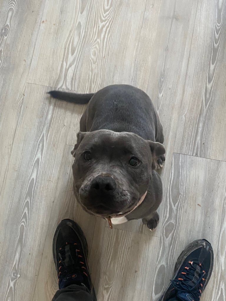 11 months old female staffy