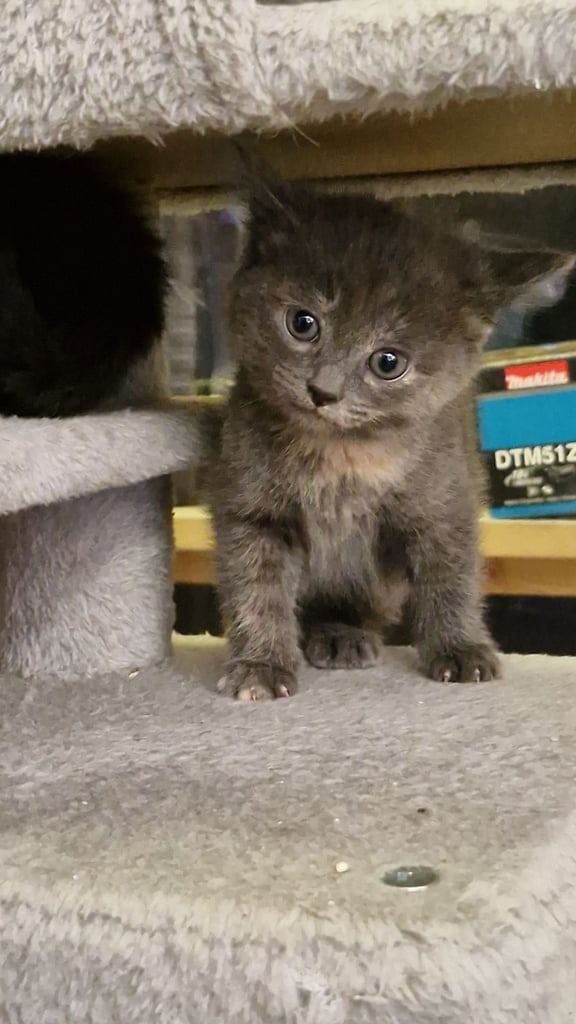 5 Gorgeous kittens for sale 