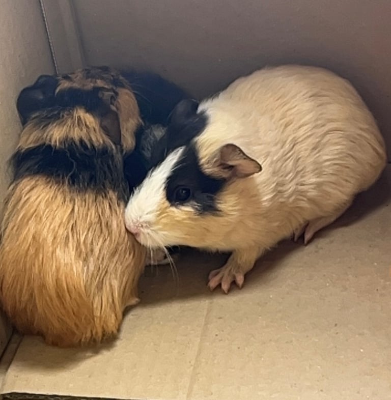 Baby guinea pigs