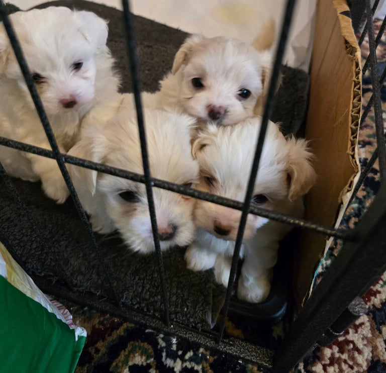 Maltese puppies 