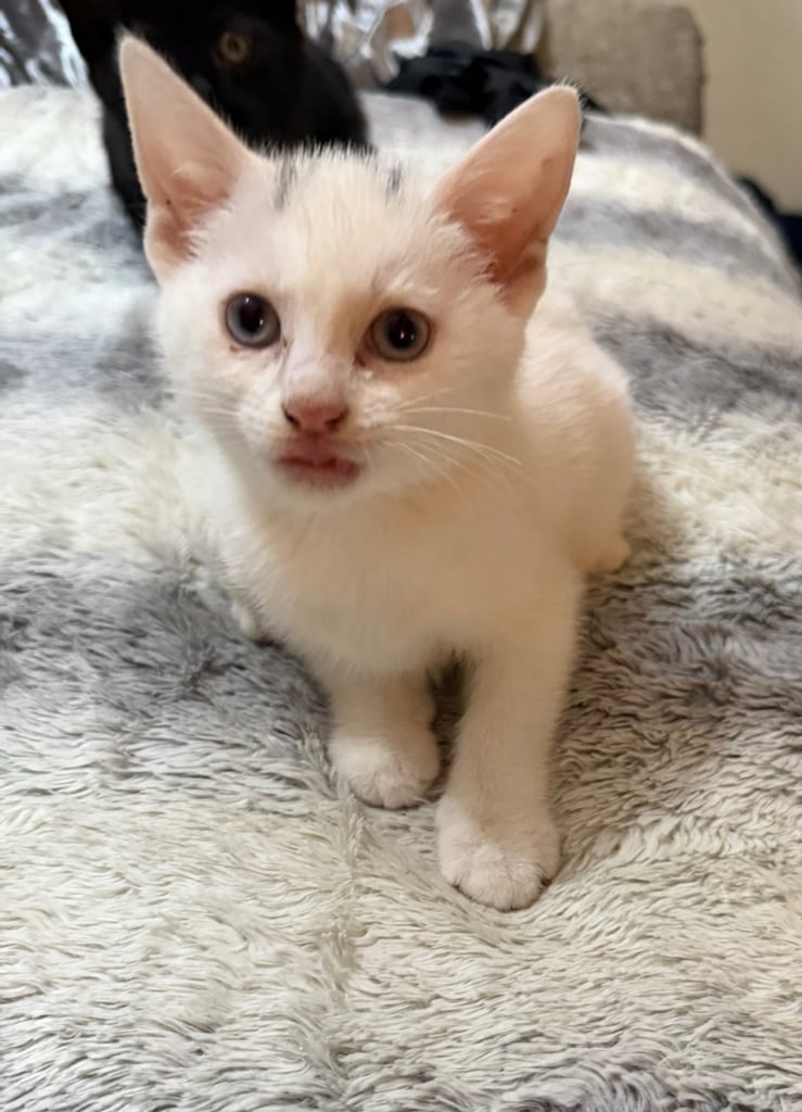 2 female and one male Maine coon cross kittens available £300