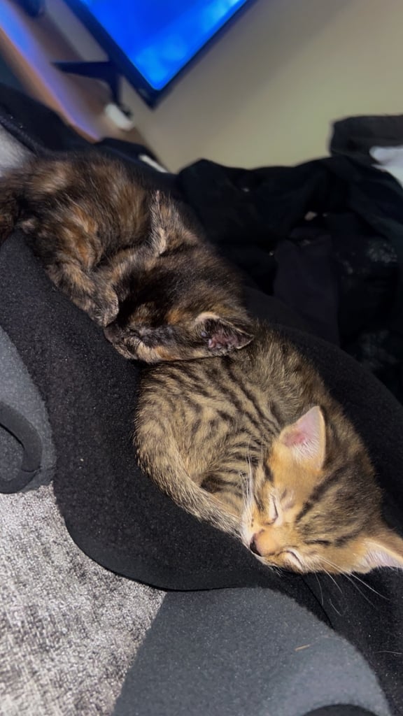 4 kittens 