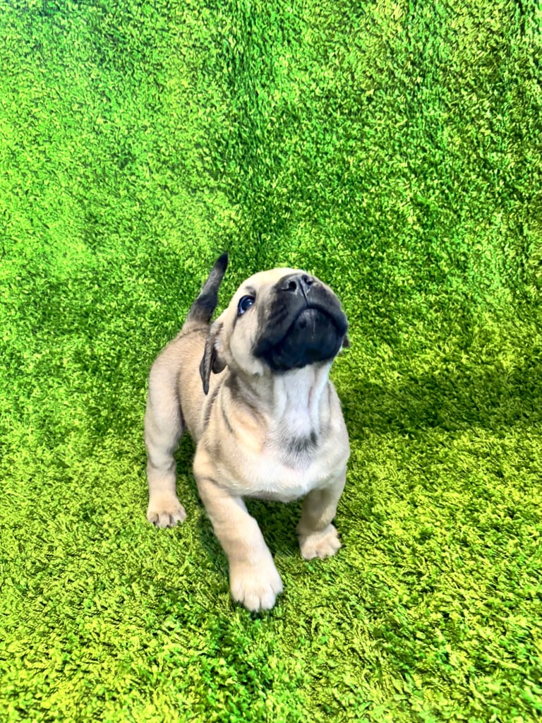 Puppies Boerboel X Mastiff Puppies