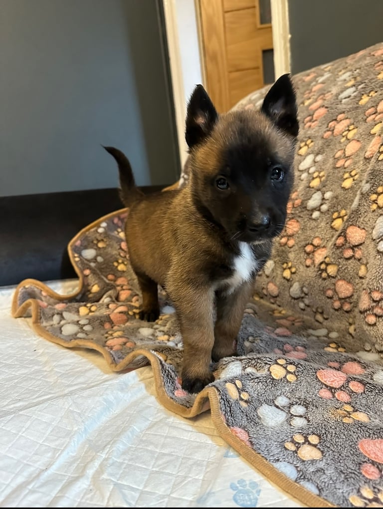 🚨 Exceptional Belgian Malinois Puppies! 🚨