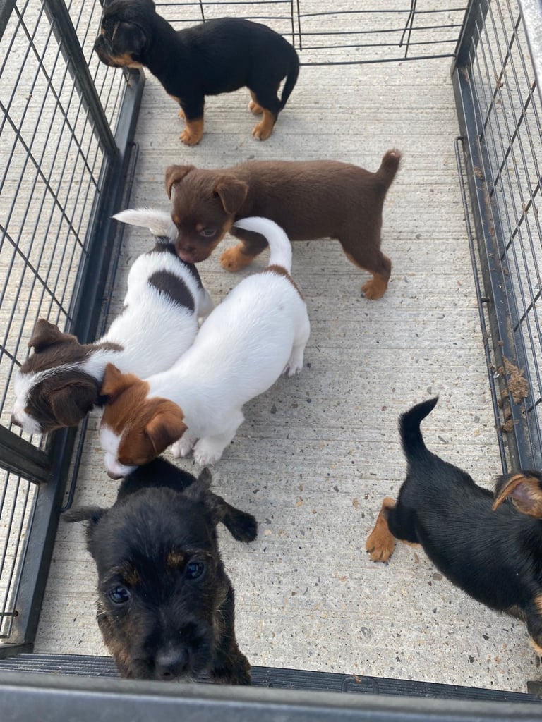 Jack Russell puppies 