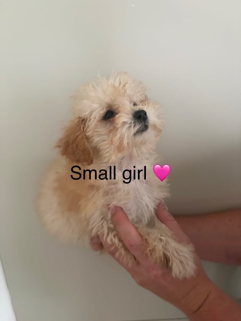 Poochon puppies