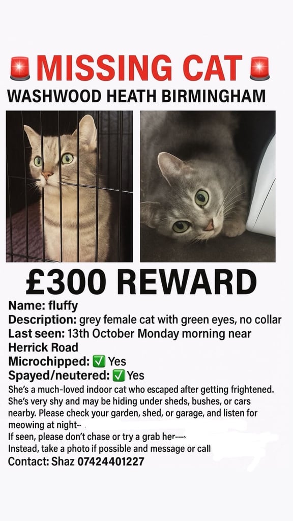 image for Missing cat 