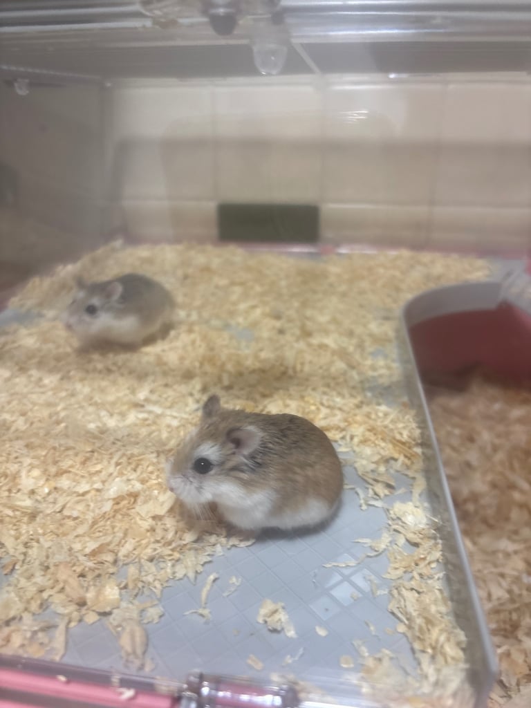 Baby dwarf hamsters 