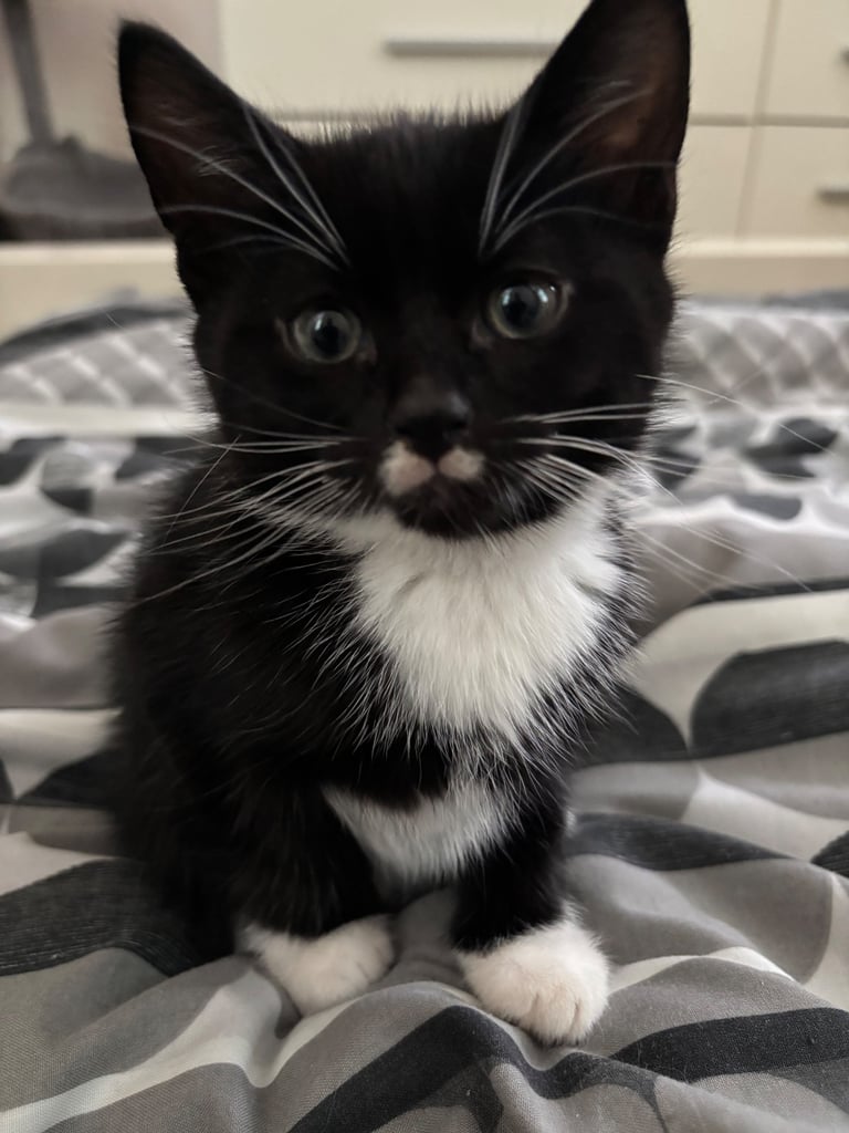 Male Kitten for sale