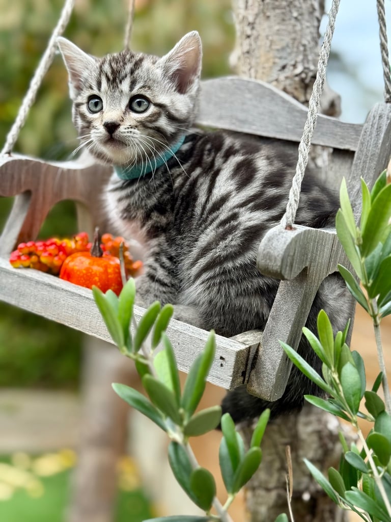 Beautiful Bengal Kittens 