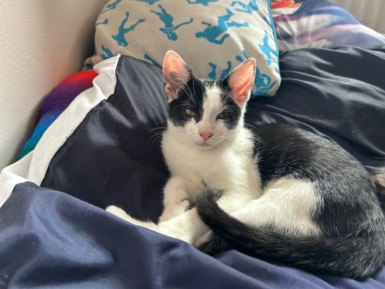 15 week old girl kitten