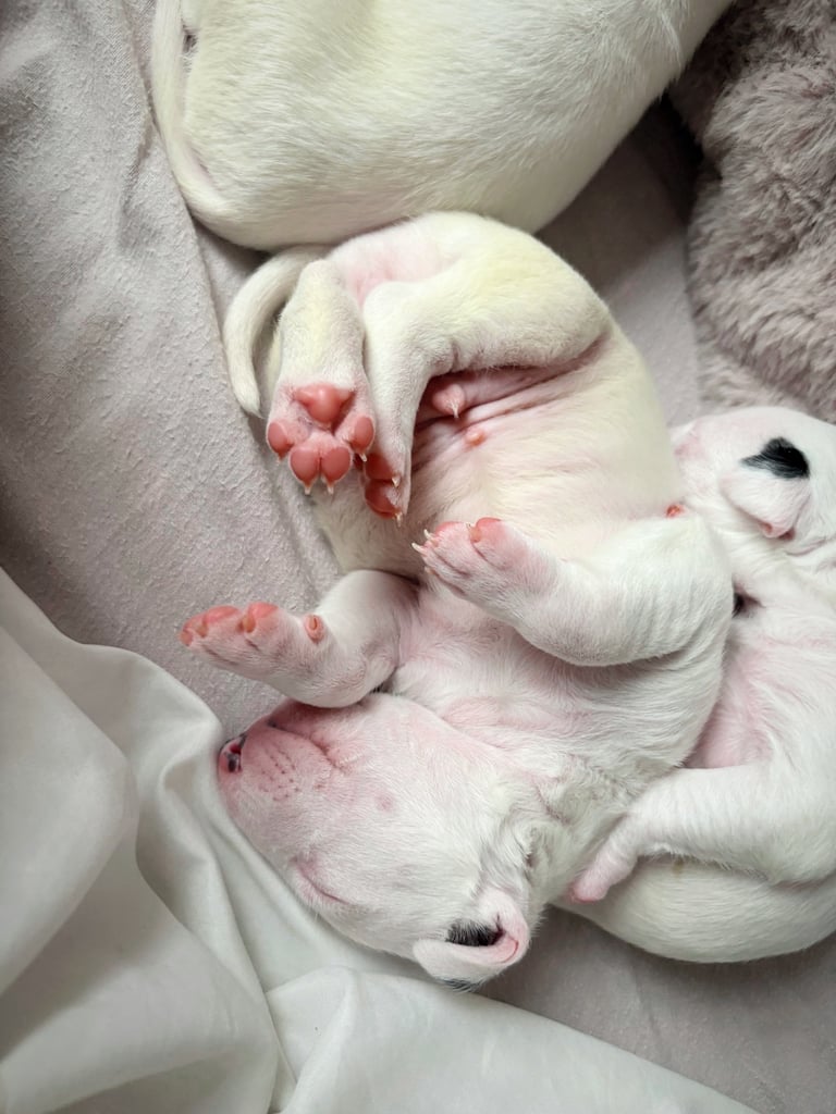 KC English Bull Terrier puppies 🐾