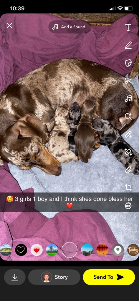 Pedigree miniature dachshund