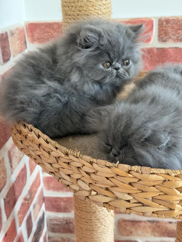 Last 2 boys for Pedigree Breading 🏆