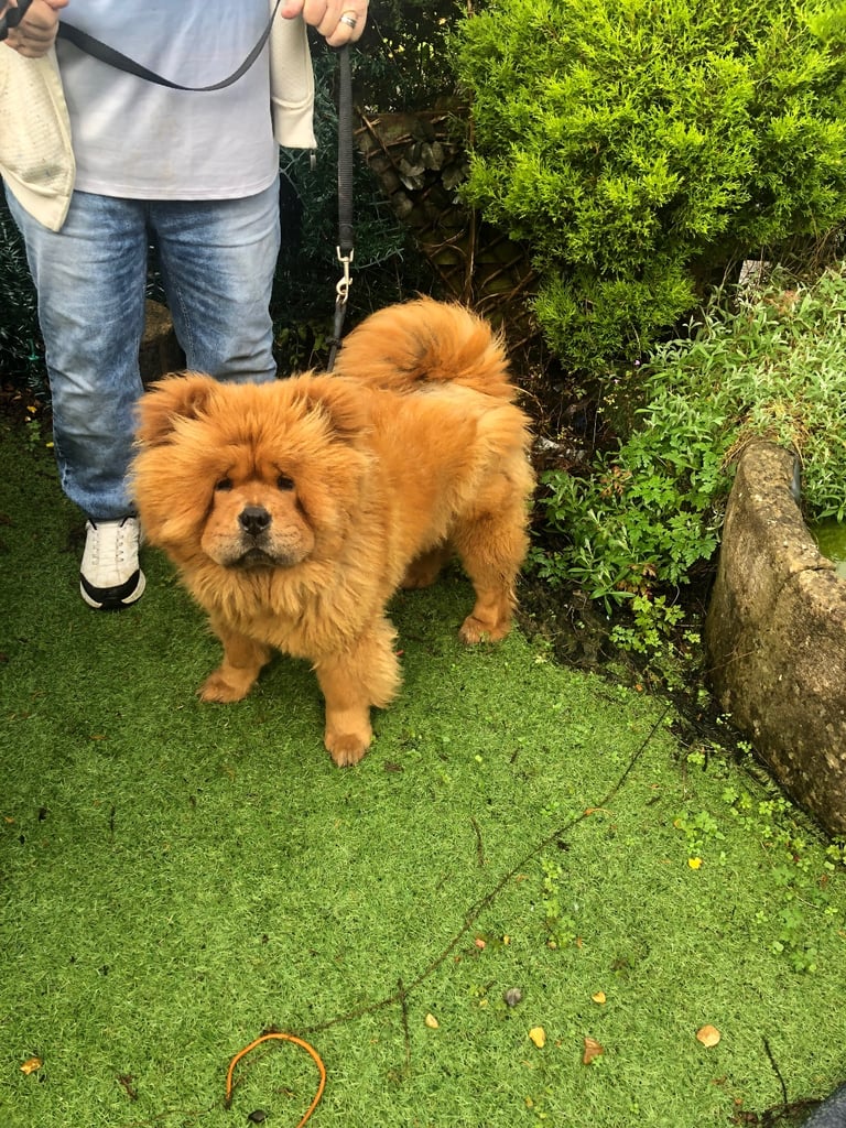 Chow Chow girl 2 yrs old  KC reg microchipped 