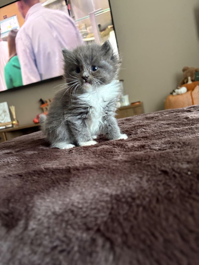 Beautiful Russian blue x British shorthair kittens 