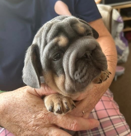 Only 3 boys left, 5 ⭐️ French bulldogs carrying fluffy 😍