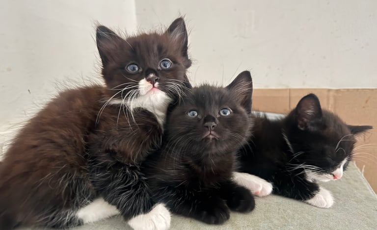 image for Adorable Kittens Ready for Loving Homes – Available from 22nd October!