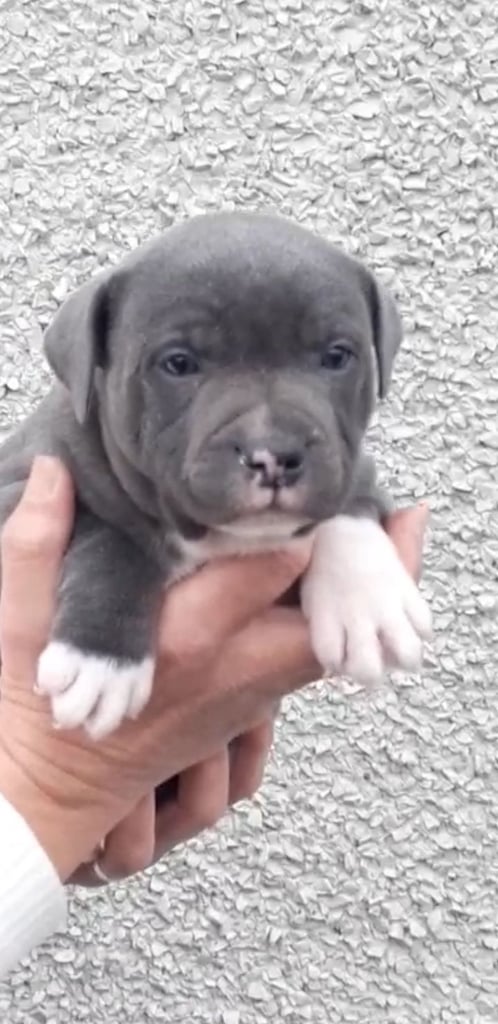  Stunning KC Registered Staffordshire Bull Terrier pups for sale in County Antrim Ballymena 