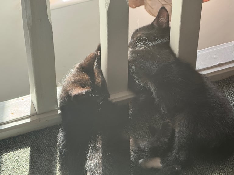 black tuxedo kittens male and female available now