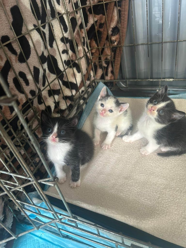 6 stunning kittens 