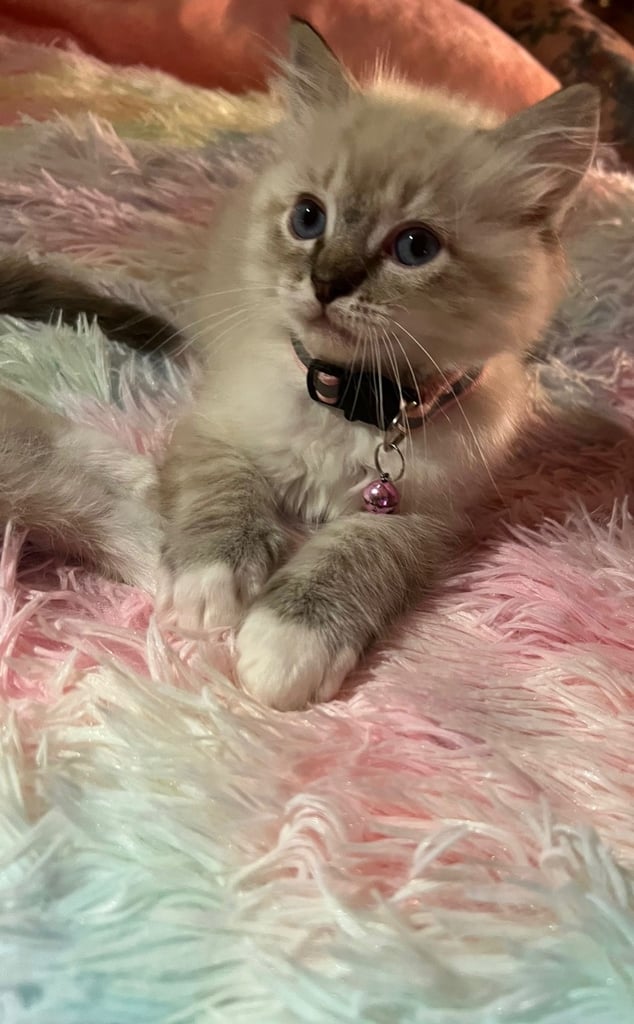 Full Ragdoll Kittens