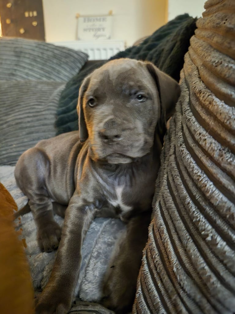 Cane  Corso pups 