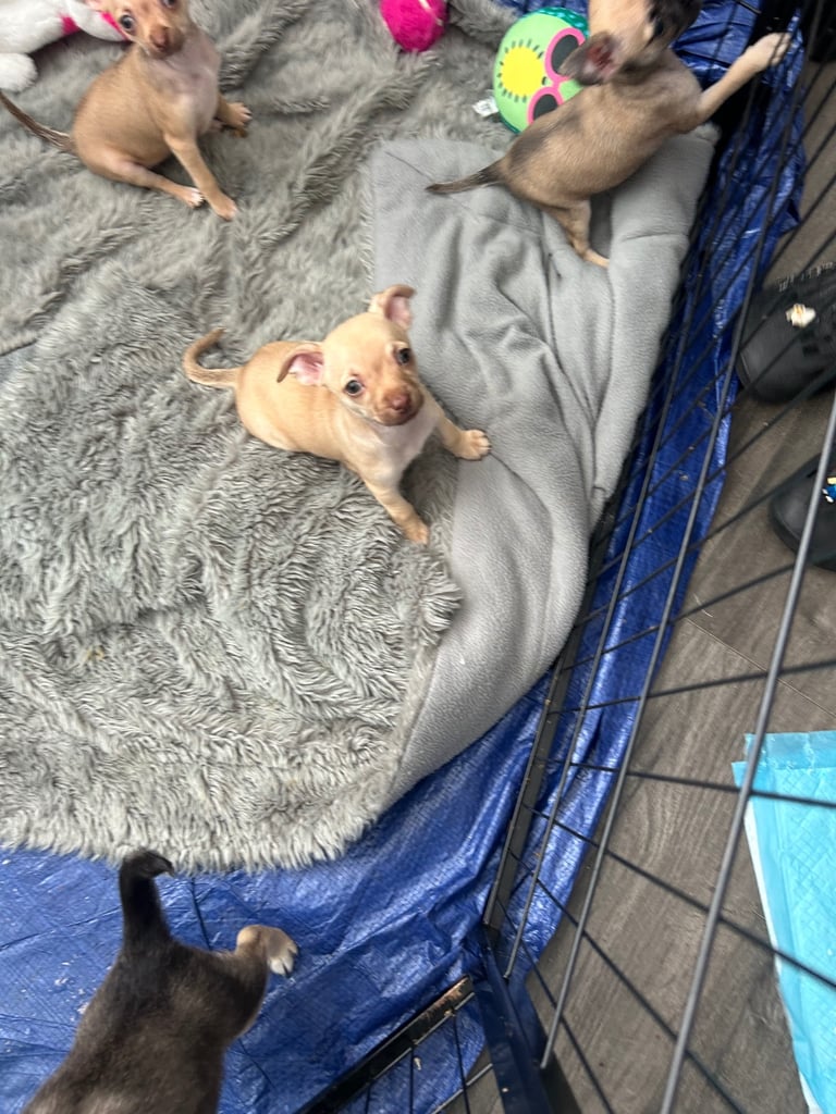 9 week Chihuahua puppies
