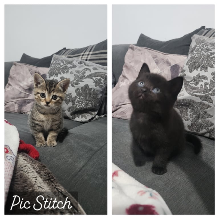 Cute chubby British shorthair kittens